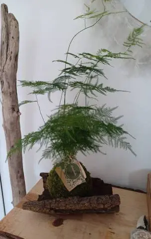 Kokedama Asparagus