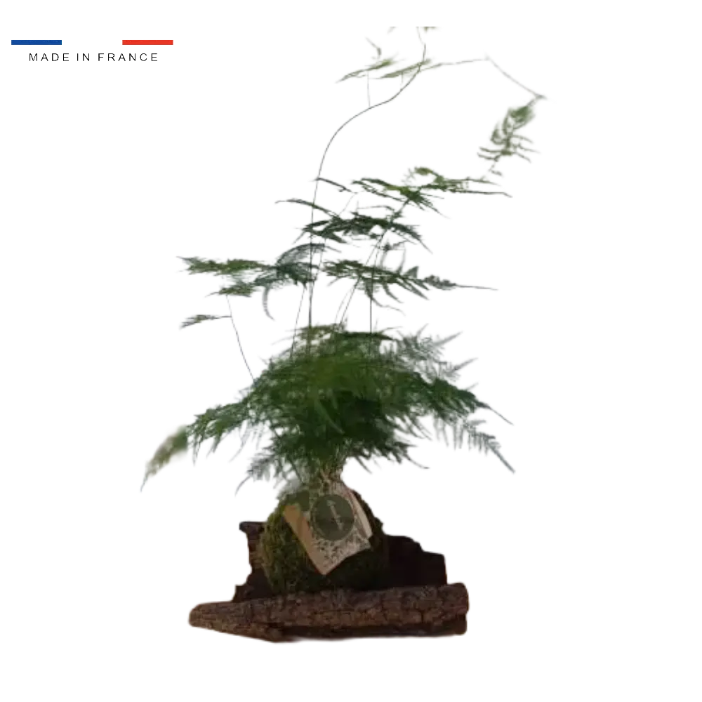 Kokedama Asparagus