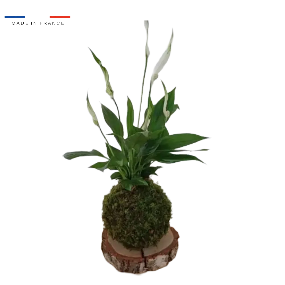 Kokedama Spathiphyllum