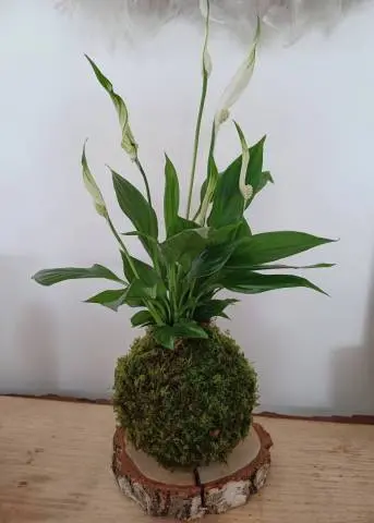 Kokedama Spathiphyllum