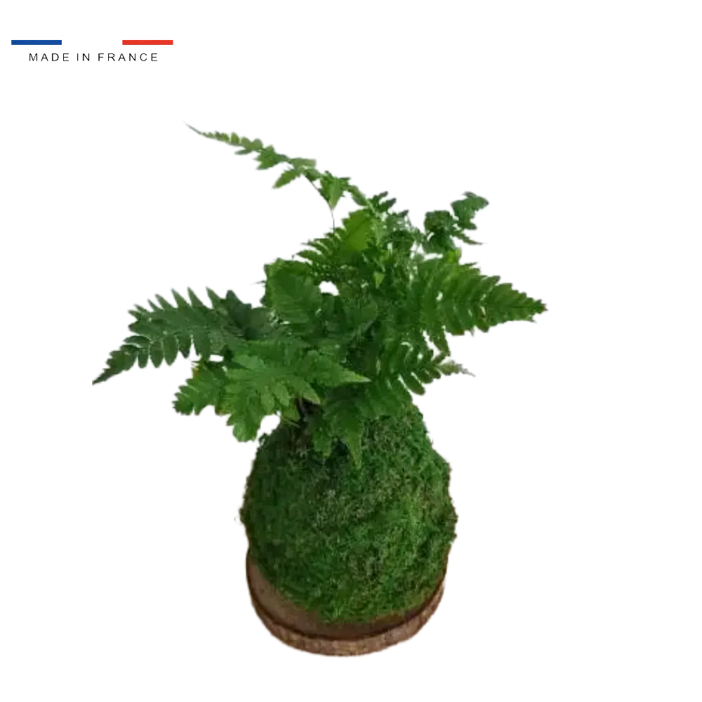 Kokedama Fougère