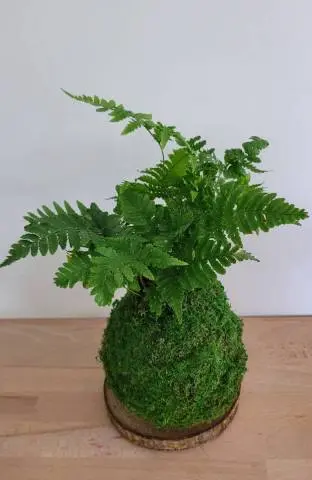 Kokedama Fougère