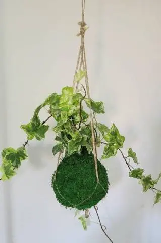 Kokedama Lierre