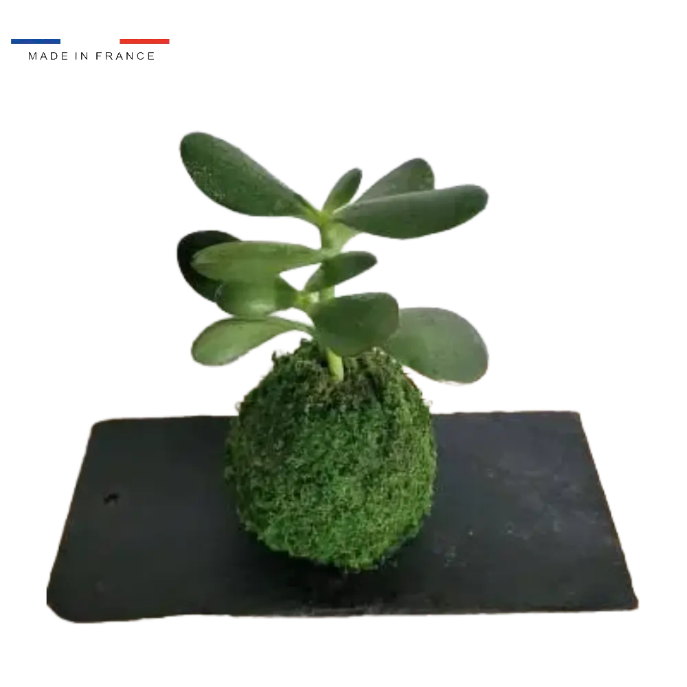 Kokedama Succulente