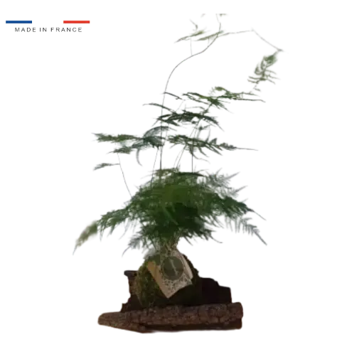 [25-kokedama-Asparagus] Kokedama Asparagus