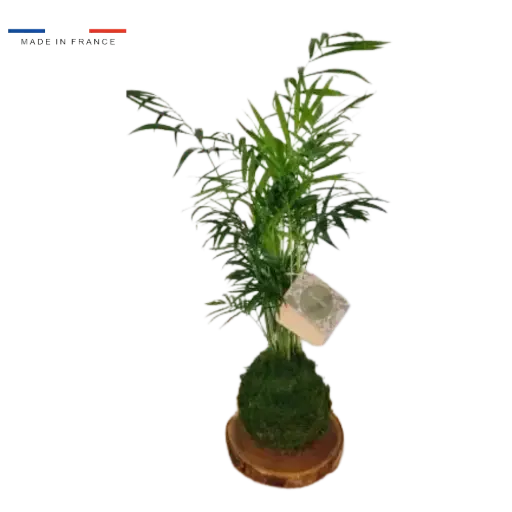 [25-kokedama-Chamadorea] Kokedama Chamadorea