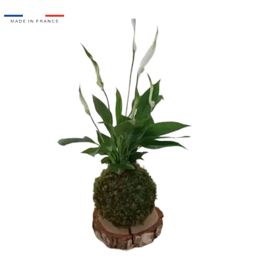 [25-kokedama-Spathiphyllum] Kokedama Spathiphyllum