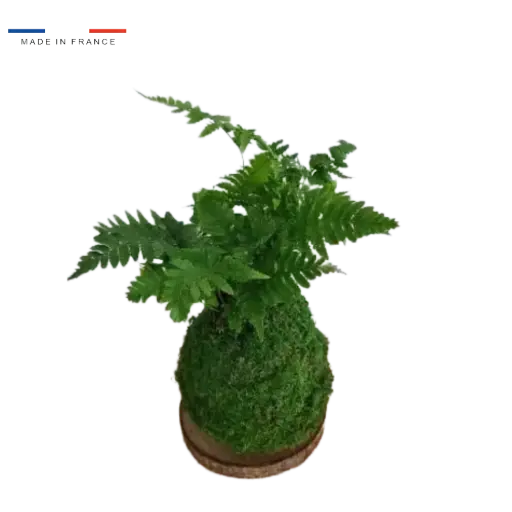 [25-kokedama-Fougère] Kokedama Fougère