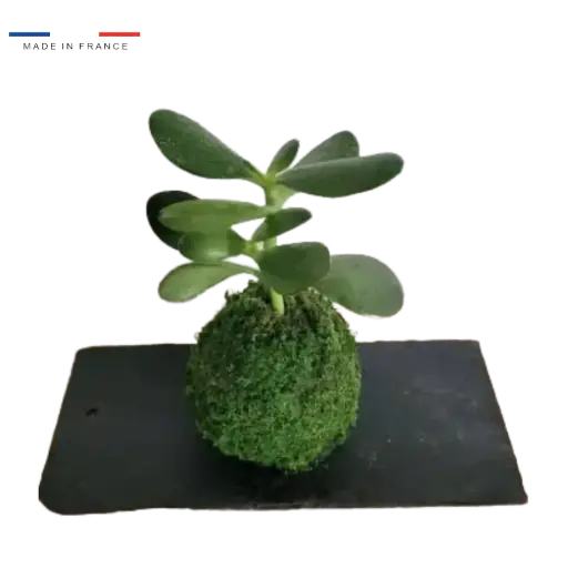[25-kokedama-Succulente] Kokedama Succulente