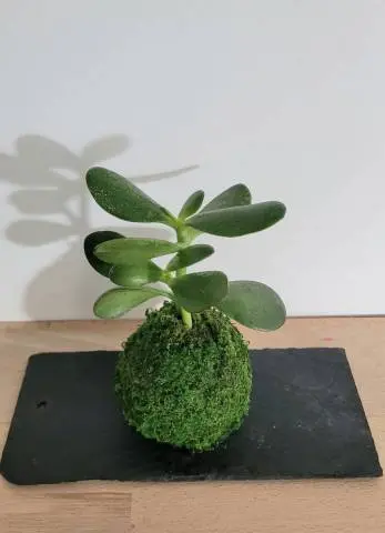 [25-kokedama-Succulente] Kokedama Succulente